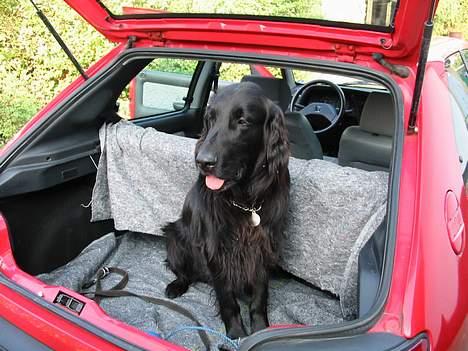 Flat coated retriever Jack Silkitts (i himlen) billede 7