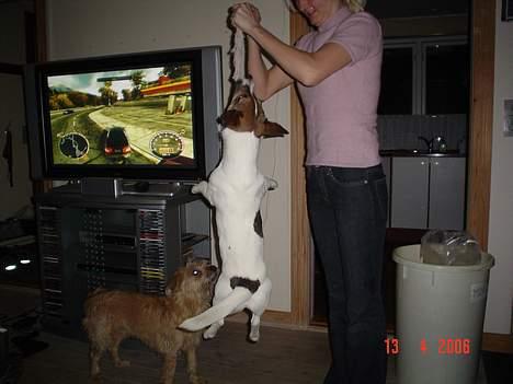 Blanding af racer Arvid - Her hænger jeg i min patte-klud. billede 16