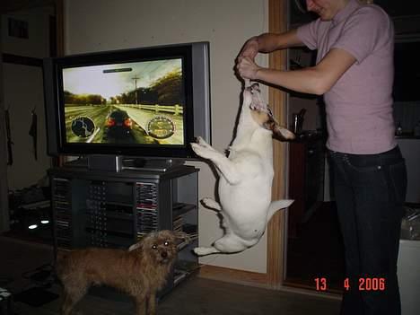 Blanding af racer Arvid - Og her få den lige et smæk med halen, og så køre det bare der ud af. billede 17