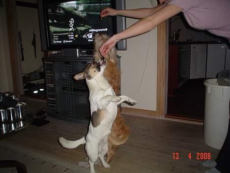 Blanding af racer Arvid - En lille dans måske. billede 18