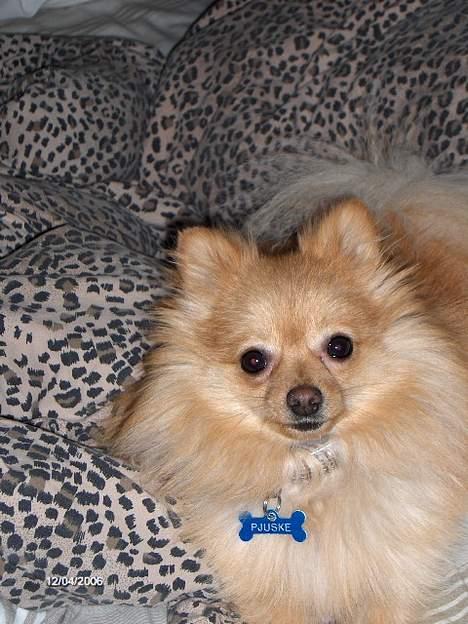 Pomeranian Pjuske - Er det her man skal kigge ind????? billede 9
