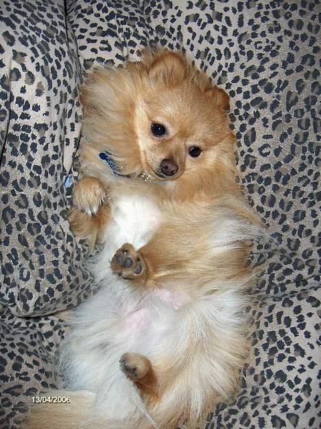 Pomeranian Pjuske - er jeg ikke bare dejlig?? billede 10