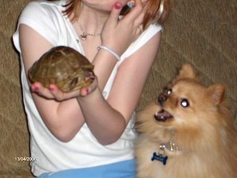 Pomeranian Pjuske - Hit med Sofus, nu! billede 12