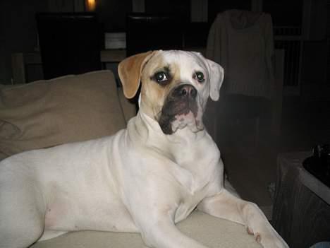 Amerikansk bulldog Ørsted´s Nanna billede 12