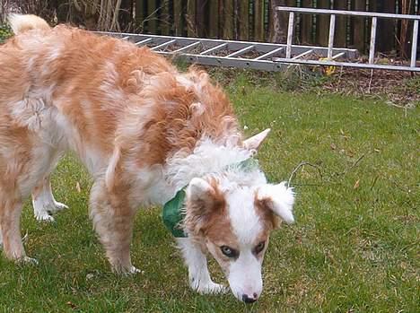 Blanding af racer Svejgaards Sif billede 12