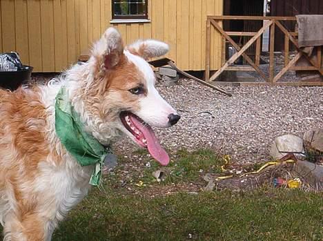 Blanding af racer Svejgaards Sif billede 13