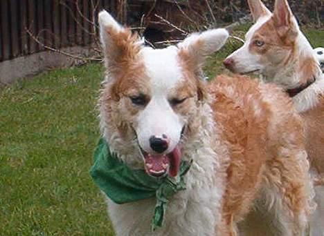 Blanding af racer Svejgaards Sif billede 14