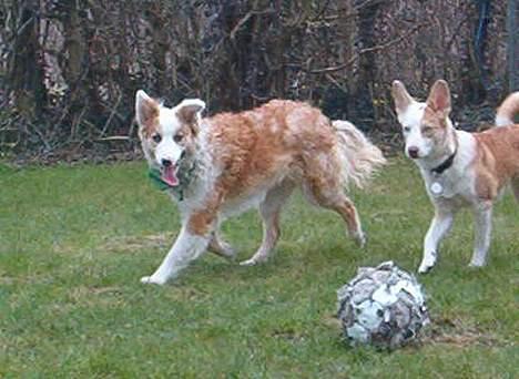 Blanding af racer Svejgaards Sif - Mig og søster Fenja.  billede 15