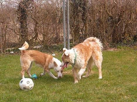 Blanding af racer Svejgaards Sif billede 16