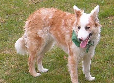 Blanding af racer Svejgaards Sif billede 17