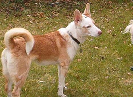 Blanding af racer Svejgaards Fenja billede 13