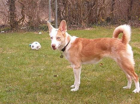 Blanding af racer Svejgaards Fenja billede 14