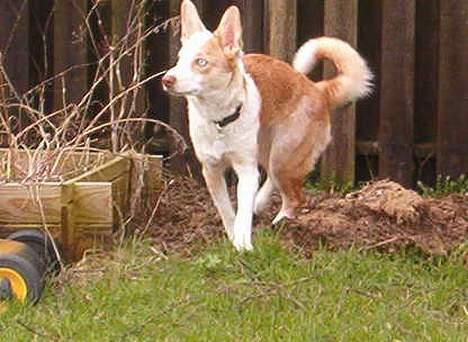 Blanding af racer Svejgaards Fenja billede 15