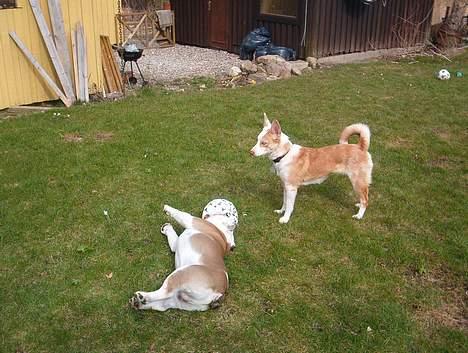 Blanding af racer Svejgaards Fenja - Hæ Alfred blev først træt.. ;) billede 16