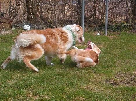 Blanding af racer Svejgaards Fenja - Flyt dig Søster. billede 19