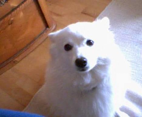 Japansk spids kila billede 1