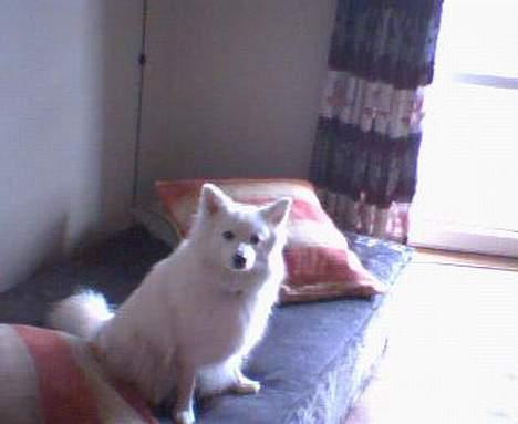 Japansk spids kila billede 2