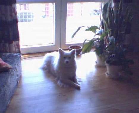 Japansk spids kila billede 3