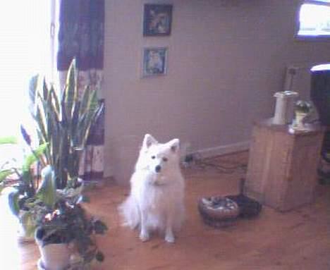 Japansk spids kila billede 4