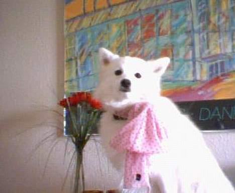 Japansk spids kila billede 5