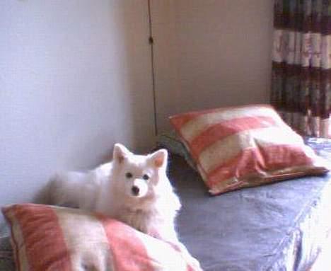 Japansk spids kila billede 6