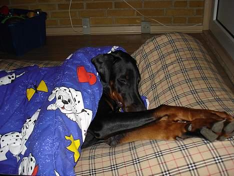 Dobermann Fox Vom Löven Dom/ Mozart - Der er intet som at blive puttet efter en lang træningsdag billede 9