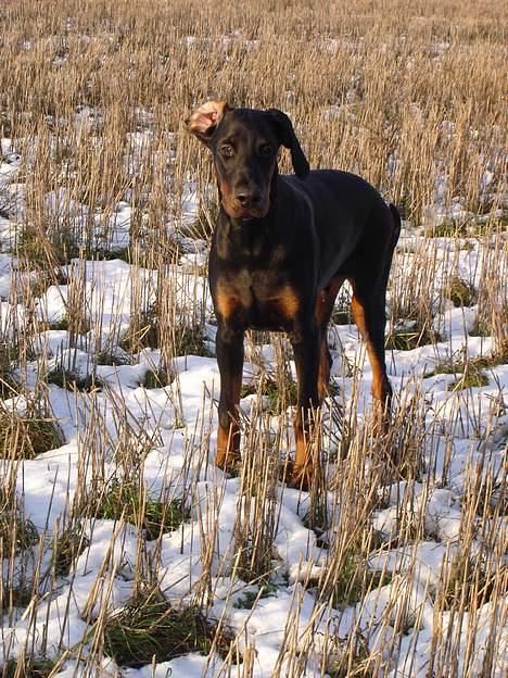 Dobermann Fox Vom Löven Dom/ Mozart - Hva laver du mor? billede 10