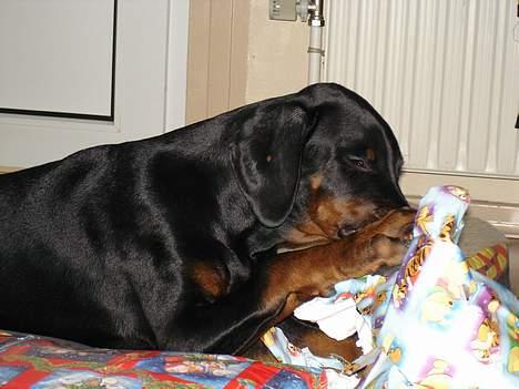 Dobermann Fox Vom Löven Dom/ Mozart - Juleaften og massere af gaver, jubi billede 11