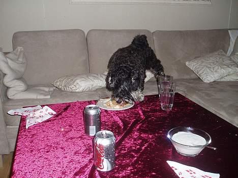 Dvaergschnauzer Duke ¤DøD¤ - elsker lagkage :-) billede 7