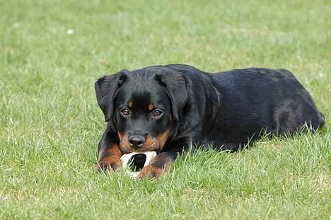 Rottweiler nico - ca. 5 mdr. billede 4