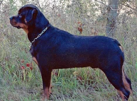 Rottweiler nico billede 5