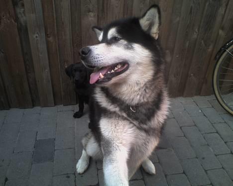 Alaskan malamute lucas billede 1