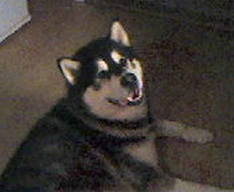 Alaskan malamute lucas billede 2