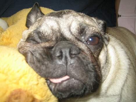 Mops Abby billede 10