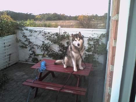 Alaskan malamute SILVER - Jorden er giftig..:) billede 10