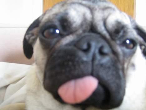 Mops Abby billede 11