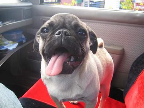 Mops Abby billede 12