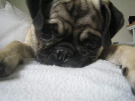 Mops Abby billede 13