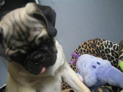 Mops Abby billede 14