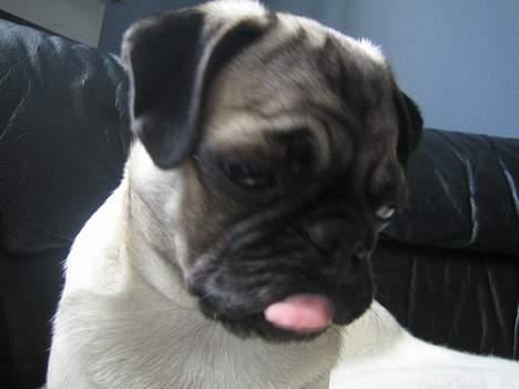 Mops Abby billede 15