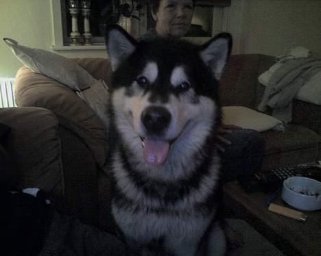 Alaskan malamute lucas billede 3