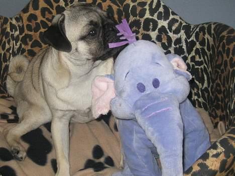 Mops Abby - Han er bare skide sød ham Hafferlaffen... billede 16