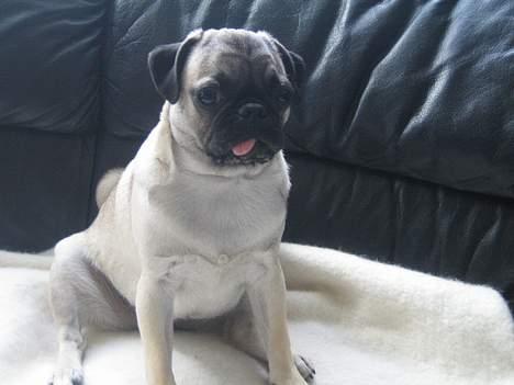 Mops Abby - Jeg skal altid sidde pænt foran det kamera... billede 17