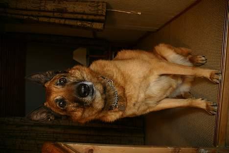 Belgisk hyrdehund Tyson(død) - Tyson sidder og hygger sig billede 1