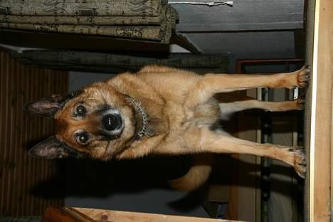 Belgisk hyrdehund Tyson(død) - vi er klar til leg billede 2