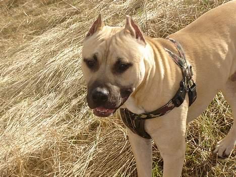 Blanding af racer Diago - Hvor er det dejligt at være ude med mor..... billede 13