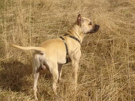 Blanding af racer Diago - Hmmm hvad mon der er der over?????? billede 14