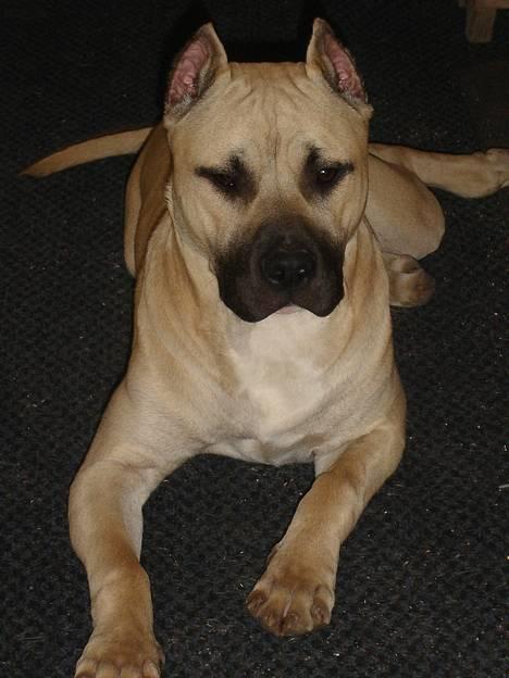 Blanding af racer Diago - Hmmmmm..... bliv så færdig mor, jeg gidder ikke få taget flere billeder... griner... billede 15