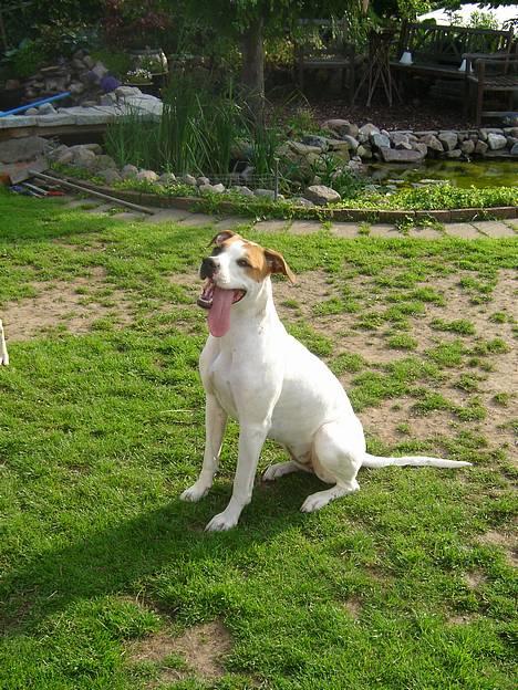 Amerikansk bulldog Nala - Der er altid plads til lidt hygge leg... *smiler* men det kan være ret så hårdt.....  billede 16