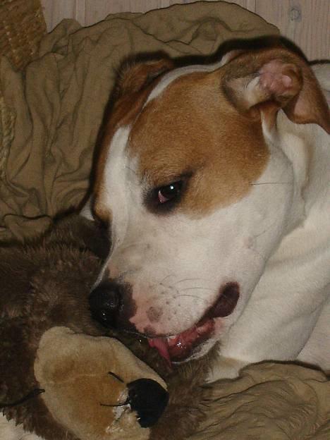 Amerikansk bulldog Nala - Man kan godt blive lidt sløv af at lege *griner* billede 17